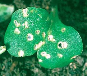 Los daños de estas plagas son más importantes cuando el cultivo vegeta con dificultades por falta de humedad o frío.