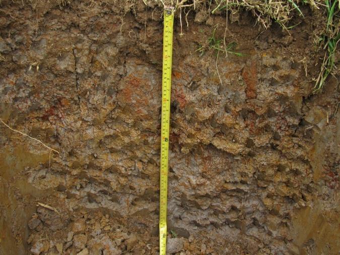 De acuerdo a los análisis anteriores, este suelo contiene un nivel óptimo de calcio, sin embargo los niveles de los demás elementos están oor debajo de su nivel normal, razón por la cual presentan