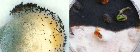 serológicas Para la identificación de hongos,