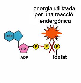 Posteriorment quan la cèl lula necessiti energia per construir noves molècules (en les vies anabòliques), aquests enllaços es trencaran, i l'energia alliberada s'utilitzarà per aquesta finalitat.
