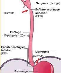 ESÒFAGO El esófago es un órgano tubular, hueco de aproximadamente 25 cm de largo, que une la faringe y la