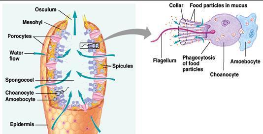 1. PORÍFEROS O ESPONJAS: - Digestión intracelular: - Coanocitos o células flageladas: * Tapizan la cavidad interna del animal.
