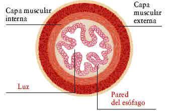 Las capas de la pared del intestino delgado, al igual que el resto del tubo digestivo son: - Serosa: más externa y delgada. Tejido conjuntivo. - Muscular: produce las ondas peristálticas.