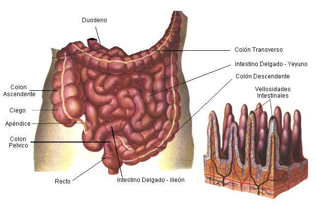 ABSORCIÓN: Etapa del proceso digestivo en la cual las moléculas obtenidas en la digestión atraviesan las