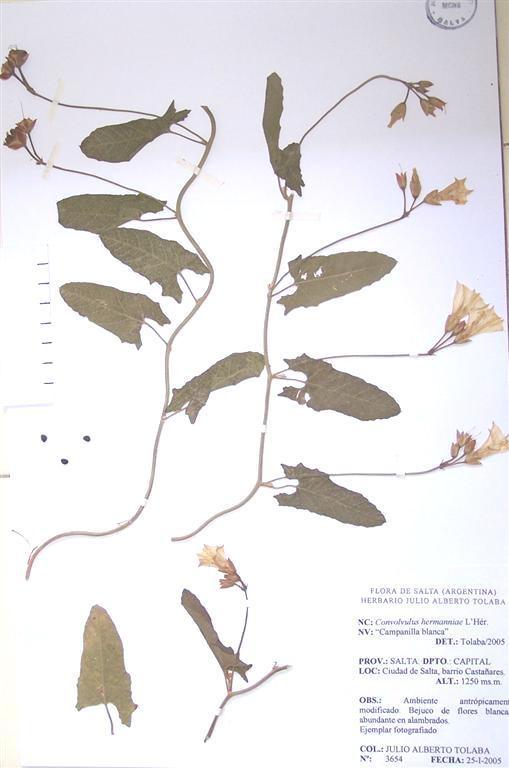 78 Flora del valle de Lerma Foto 27. Convolvulus hermanniae. Foto de L. J. Novara. Género de América y Africa con unas 100 especies. En la Argentina se citan 10 especies, 3 de ellas para Salta.