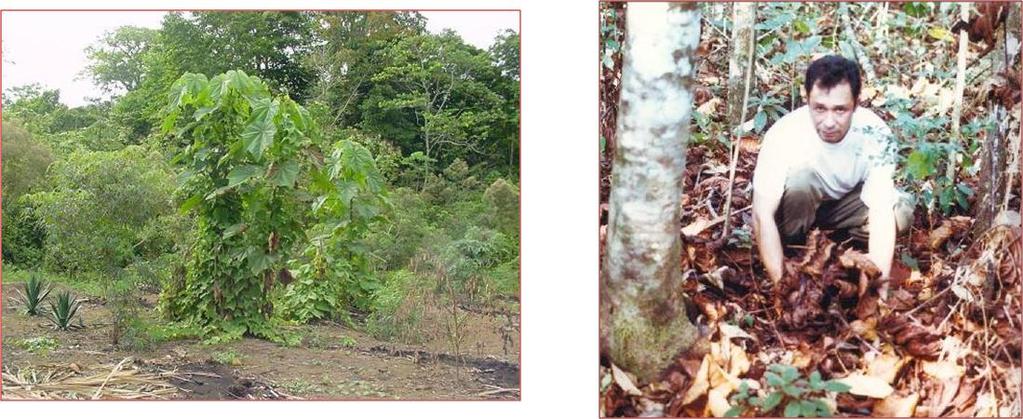 Rehabilitación de selvas mediante el manejo lacandón del chujum (Ochroma pyramidale) Como árbol