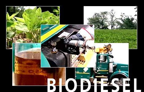 El biodiesel es un biocombustible líquido que se obtiene a partir de lípidos naturales como aceites vegetales o grasas animales, con o sin uso previo, mediante procesos industriales de esterificación