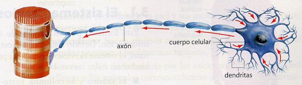 Los impulsos nerviosos se trasmiten en una sola dirección: dendritas axón La transmisión