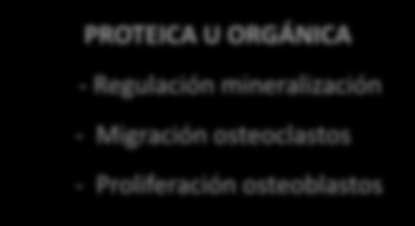 osteoblastos PROTEICA U ORGÁNICA -