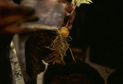 de los endófitos (cuadro 1).
