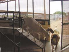 Por lo tanto, el medio ambiente en el cual habita la cabra lechera debe ser confortable, limpio y seco.