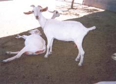 1 Instalaciones e infraestructura para la producción de leche Las instalaciones para el alojamiento de las cabras lecheras no tienen que ser complejas, pero deben ser limpias, secas y