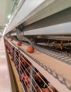 4 Los pasillos de control facilitan el alojamiento y desalojo de las aves, el control diario de las aves y la recolección manual de los huevos