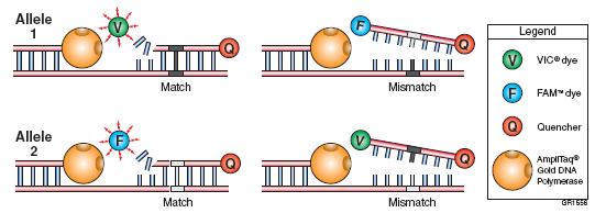 Para la determinación de los SNPs, se utilizaron dos sondas cada una de las cuales presenta en la posición central una de las variantes del nucleótido dimórfico; utilizando como fluoróforos a VIC