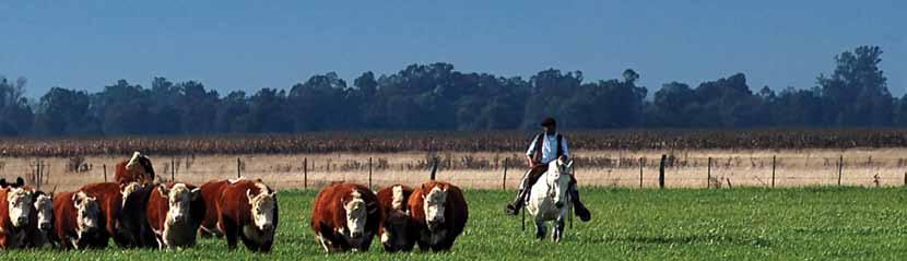 más vacas, pocos novillos El stock nacional muestra un crecimiento en el número de vacas, con una alta volatilidad en el número de terneros obtenidos por los problemas climáticos, y un magro