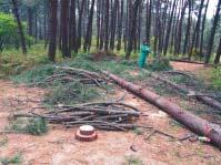 MODELIZACIÓN DE LA BIOMASA ARBÓREA Para evaluar los residuos producidos en los aprovechamientos forestales, se analizaron en una serie de plantaciones de Eucalyptus globulus y Pinus pinaster, la