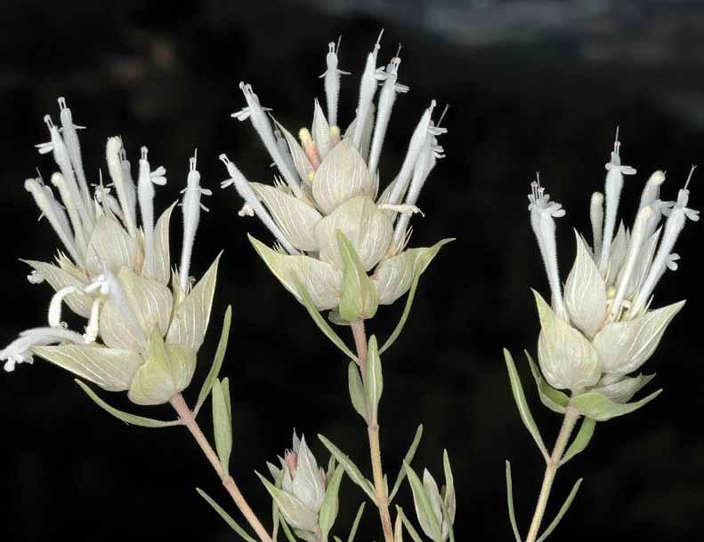 Thymus membranaceus 5. Thymus vulgaris L. subsp. vulgaris tomillo común Ch.fr. Hasta 30 cm. Tallos rojizos, con pelos cortos, retrorsos.