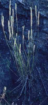17. Sideritis paulii Pau = S. arborescens subsp. paulii (Pau) Heywood = S. marianica Obón & Rivera Ch.fr. 50 78 cm. Tallos ± pelosos, con pelos en caras opuestas, alternándose en cada nudo.