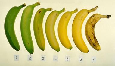 Variedades criollas de plátanos y bananos Departamento: Municipio Comunidad/organización: Agricultor(a): Fecha: Nombre de la variedad Ubicación Clima: - Frio (F) -