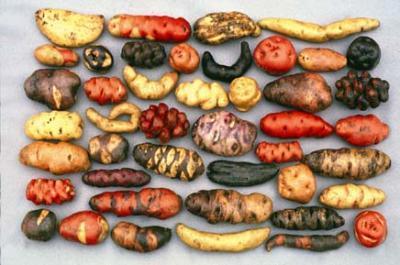 Tubérculos y raíces Batatas, ñame, mafafa, arracacha, sagú, achira, yacón, otras Departamento: Municipio Comunidad/organización: Agricultor(a): Fecha: Nombre de la variedad