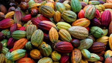 Cacao: Variedades de cacao, copoazú, maraco.