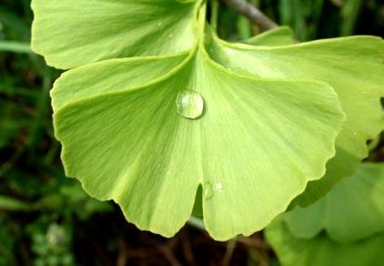 Ginkgo and Alzheimer s disease - recent clinical studies Ca;igueral, S. Classical inhibitors of acetylcholinesterase (tacrine, donepezil etc.