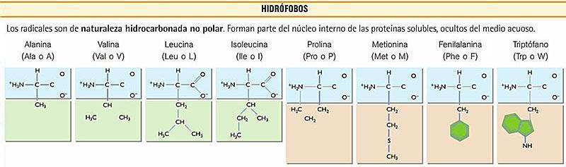 «Clasificación de los aminoácidos.