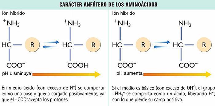 «Propiedades de los aminoácidos.