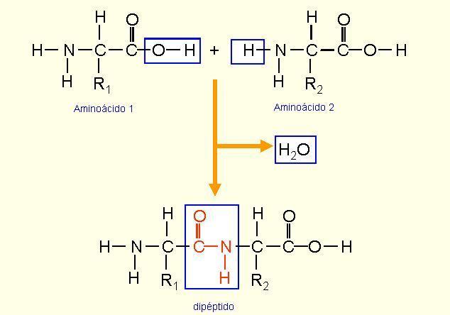 «PÉPTIDOS. Los aminoácidos se unen entre sí mediante enlaces peptídicos, un tipo de enlace covalente, constituyendo de este modo los péptidos.