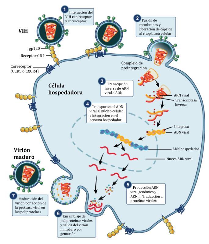 INTRODUCCIÓN El ciclo infectivo y de replicación tiene varias etapas (Figura I.2). 1) Interacción entre el virión y su célula diana (principalmente linfocitos T CD4+).