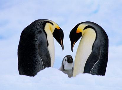 Penguins live in the Southern Hemisphere.