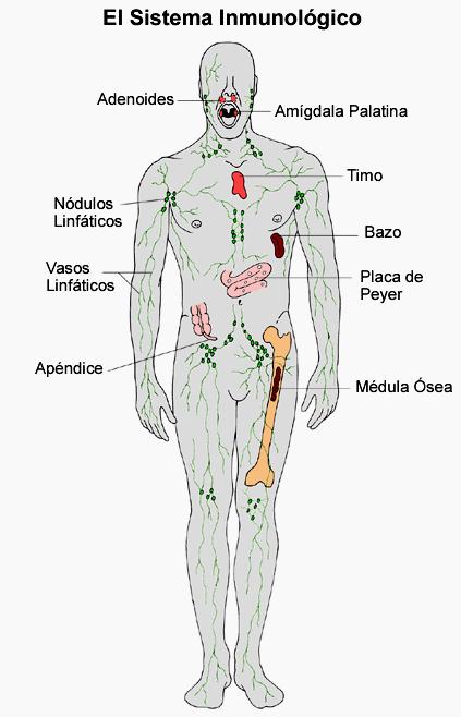TIMO Maduran los timocitos o células T BAZO: Almacena y madura los linfocitos T y B, filtra la sangre, destruye eritrocitos MEDULA