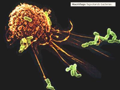 Invasión del patógeno Macrófago o LT Auxiliar, lo detecta y transporta al órgano