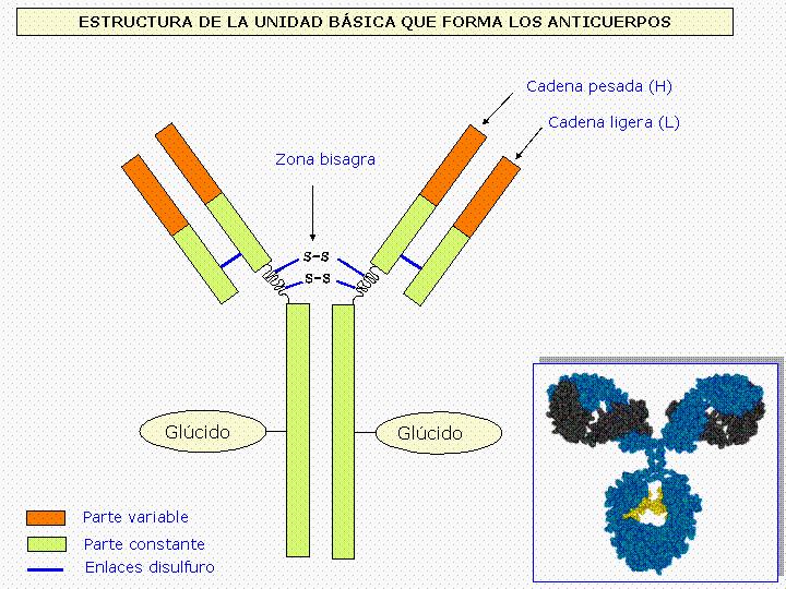 Son proteínas que están unidas a los linfocitos B o disueltas en el plasma. Tiene forma de Y con 4 cadenas peptídicas.