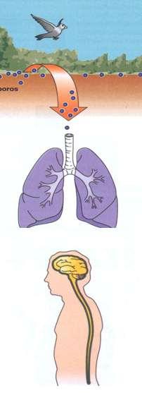 Patogenia Tracto respiratorio Infección pulmonar primaria Localizada Diseminada