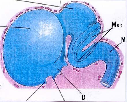Mes T Miel BO NO Fig. 17. Diagrama del cerebro con cinco vesículas.