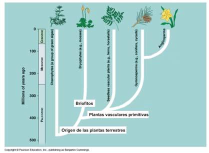 primeras plantas con semillas Evolución de las plantas con flores A partir de qué organismos evolucionaron las plantas terrestres?