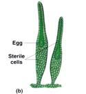 Estructuras reproductoras y Plantas vasculares La ovocélula está protegida anteridio de briófito Protección de gametos, esporas y zigoto frente a la desecación Gametangios y esporangios con cubiertas