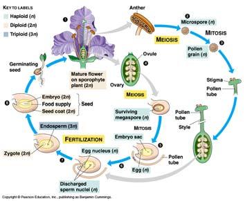 vasculares con semillas, el gametofito femenino vive unido y protegido por el esporofito dentro de una estructura denominada óvulo (= primordio seminal). Pero aún se produjeron nuevos avances.