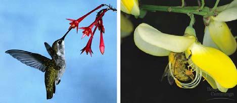 Longitud de la flor Las Angiospermas se diversificaron rápidamente, entre otras cosas, en relación con la polinización por los animales Sistemática de las Plantas terrestres