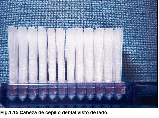 (16) El cepillo debe mantenerse limpio, los penachos densamente compactados tienden a retener detritus y pasta dental en la base de las