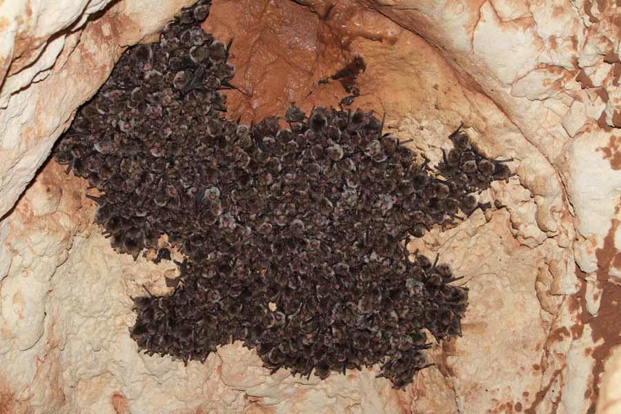 La cova ses Abelles, donde en 2009 se halló la mayor colonia de Myotis escalerai de las islas Baleares con 585 ejemplares contabilizados (García et al., 2009), no se había vuelto a censar.