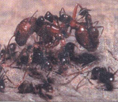 Hormigas: Localidad Riqueza de Hormigas Brasil 222 Trinidad 134 Cuba