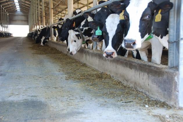 Figura 2. Esta foto muestra una distribución desigual de comida. Las vacas al final del comedero tienen mucha más comida que las vacas que están cerca de la cámara.