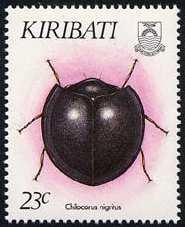 1993 Agosto 23 : Coleoptera