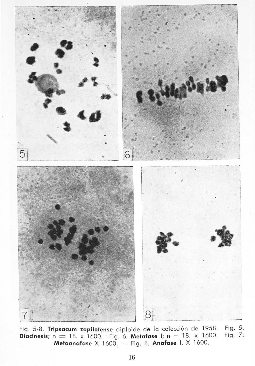 r-... '..,, ' Fig. 5-8. Tripsacum zopilotense diploide de la colección de 958. Diacinesis; n = 8. x 600.