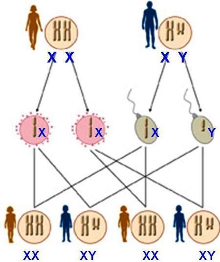 Patrones de crecimiento Respecto a la determinación del sexo se forman 23 pares, de los cuales 22 son autosomas es decir no se relacionan con las características sexuales, sin embargo el cromosoma 23