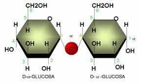 Maltosa Se forma por la unión de dos unidades de glucosa.