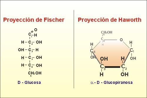 Monosacáridos Constituidos por una sola cadena. No se descomponen mediante hidrólisis.