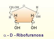 Glucosa Ciclada (isómeros): β-d-glucosa D-Glucosa (lineal) α-d-glucosa β-l-glucosa Ciclación Fructosa 1 2 3 4 6 5